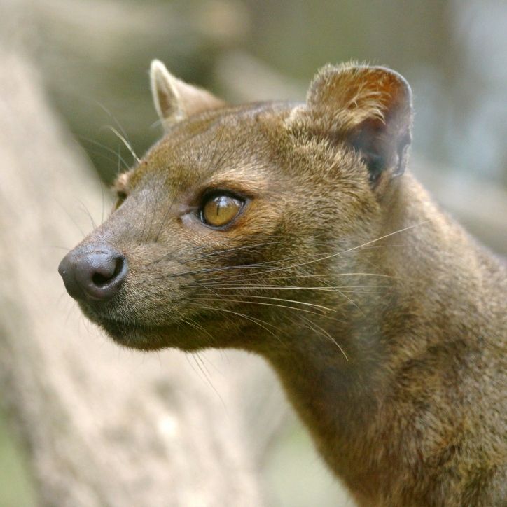 FAST FACT Fossa Madagascar 1