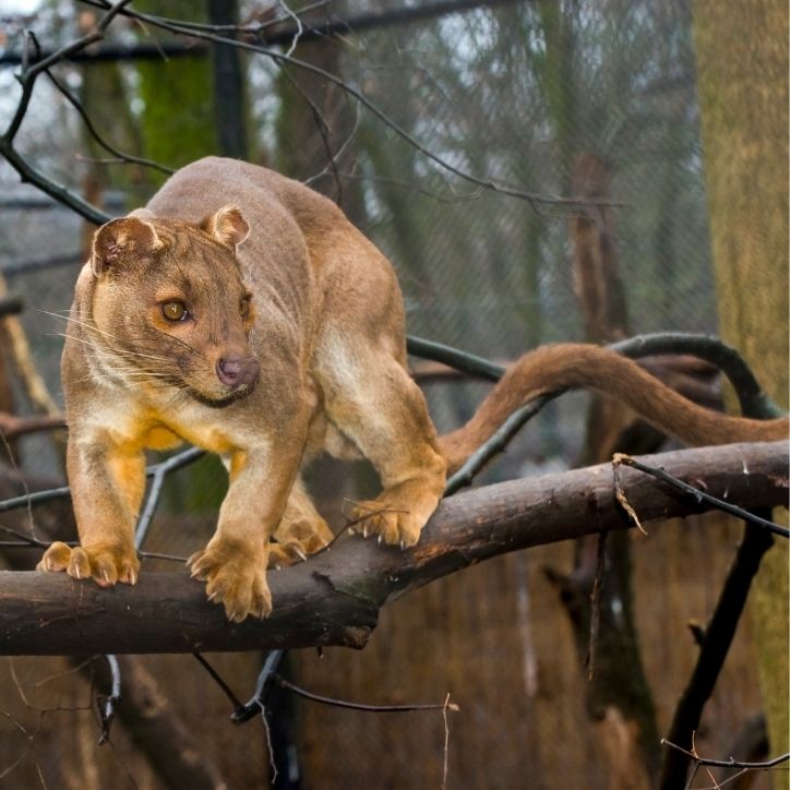 FAST FACT Fossa Madagascar 3