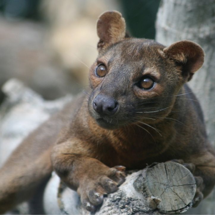 FAST FACT Fossa Madagascar