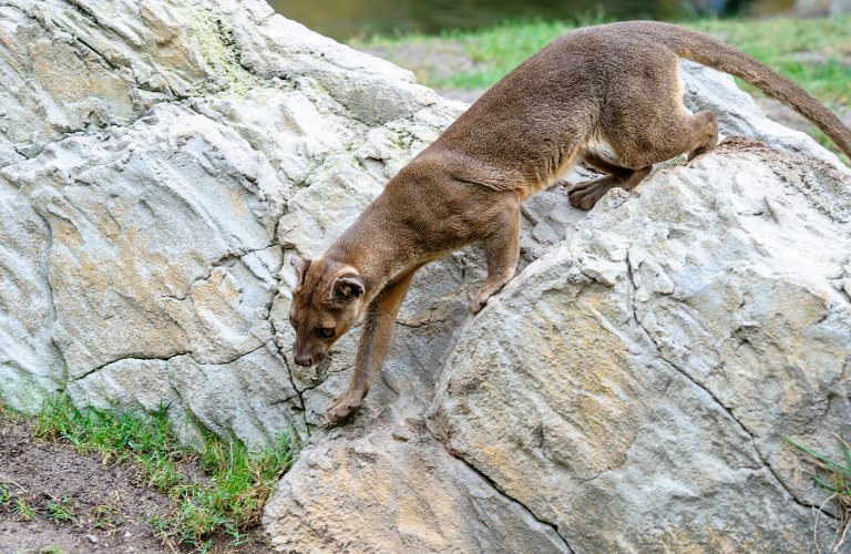GALLERY Fossa Madagascar